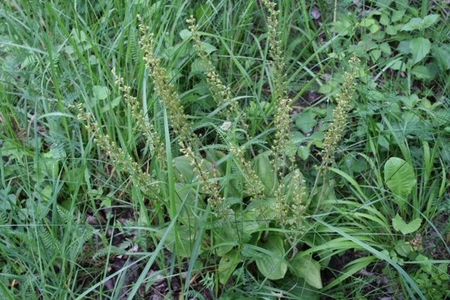 orchidee carinzia Neottia ovata